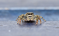 Jumping spider (Marpissa muscosa)